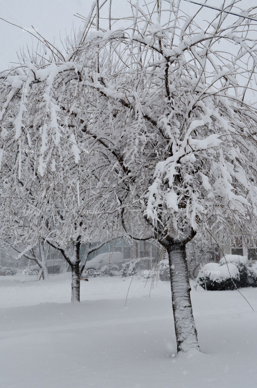 snow covered trees