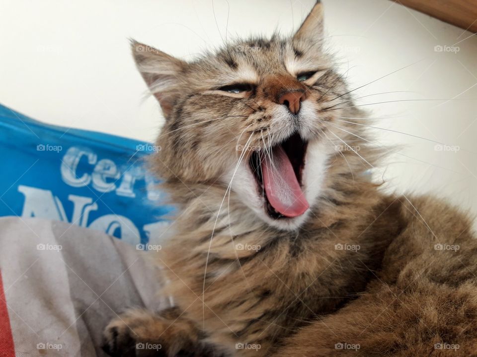 Pipi yawning