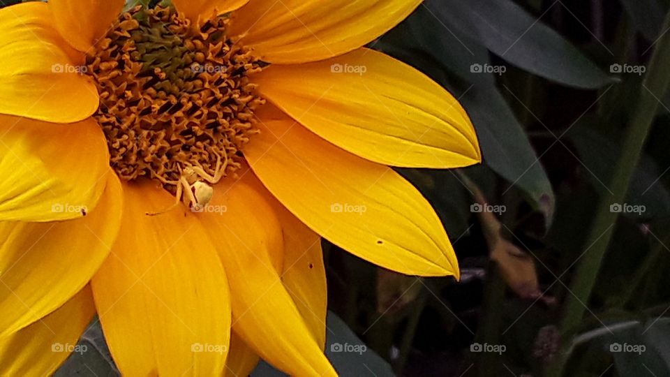 spider on a sunflower fall colors
