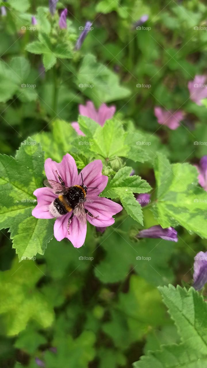 bumblebee on a flower