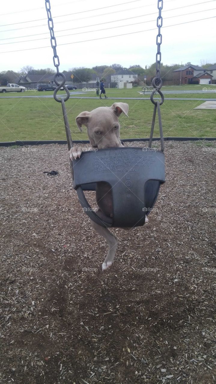 Blue's day at the park