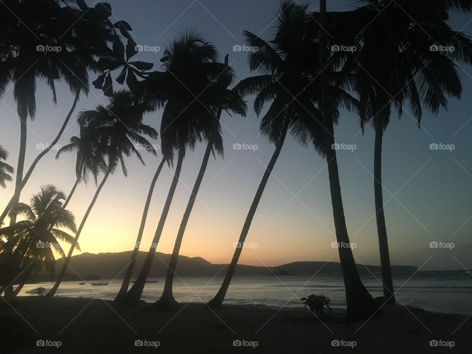 Silhouetted palms at sunset in the Caribbean