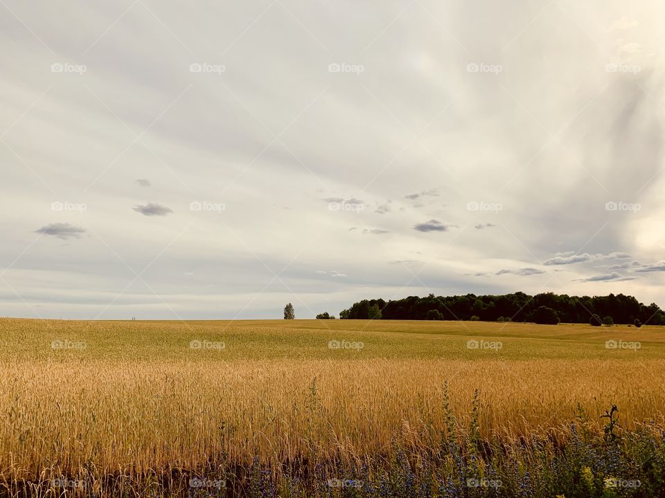 rye field on a cloudy day