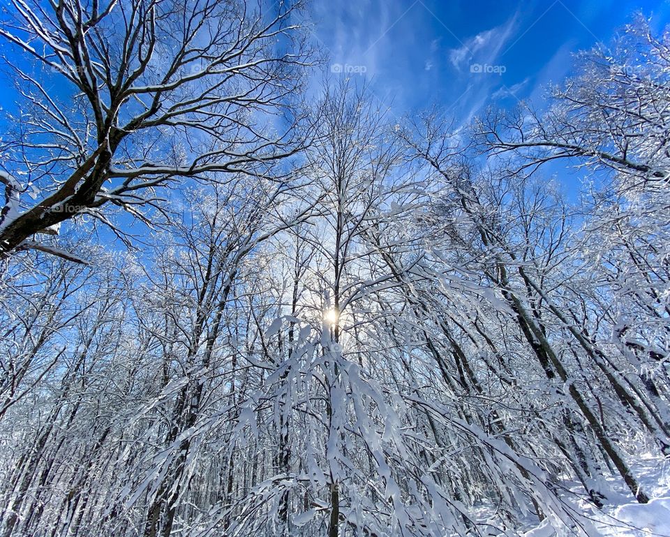 Sun shining Daylight through a snow covered forest in Milford, Pennsylvania USA 