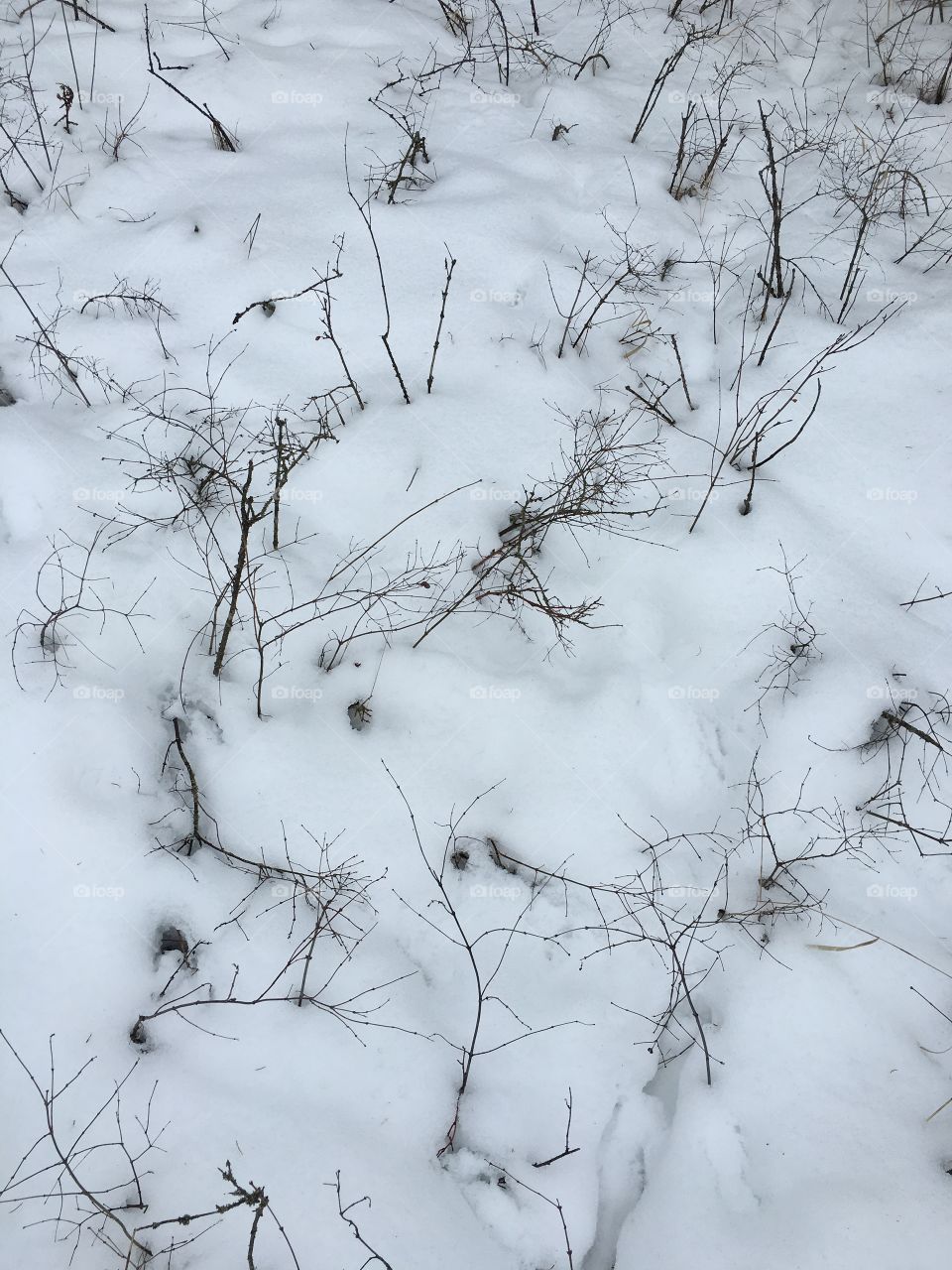 Young growth poking through the snow.