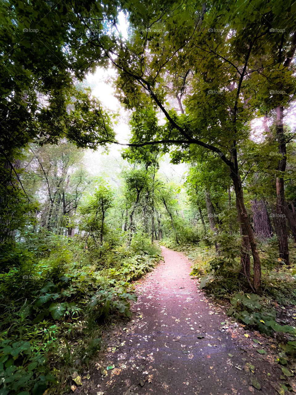 Nature trail on a smokey day 