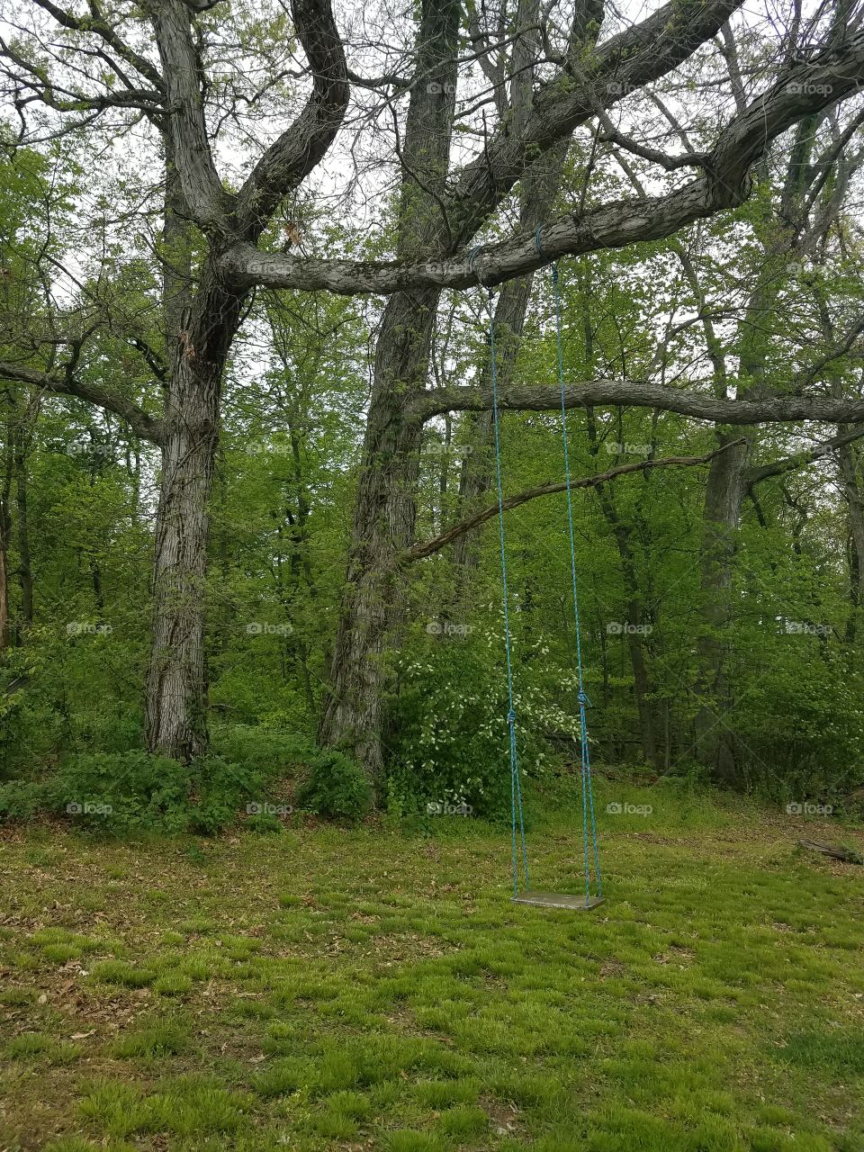 Swing in woods
