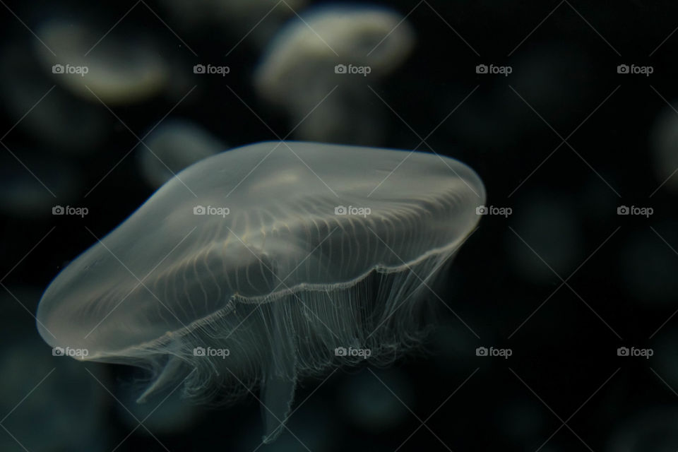 Close-up of a white jellyfish in dark waters 