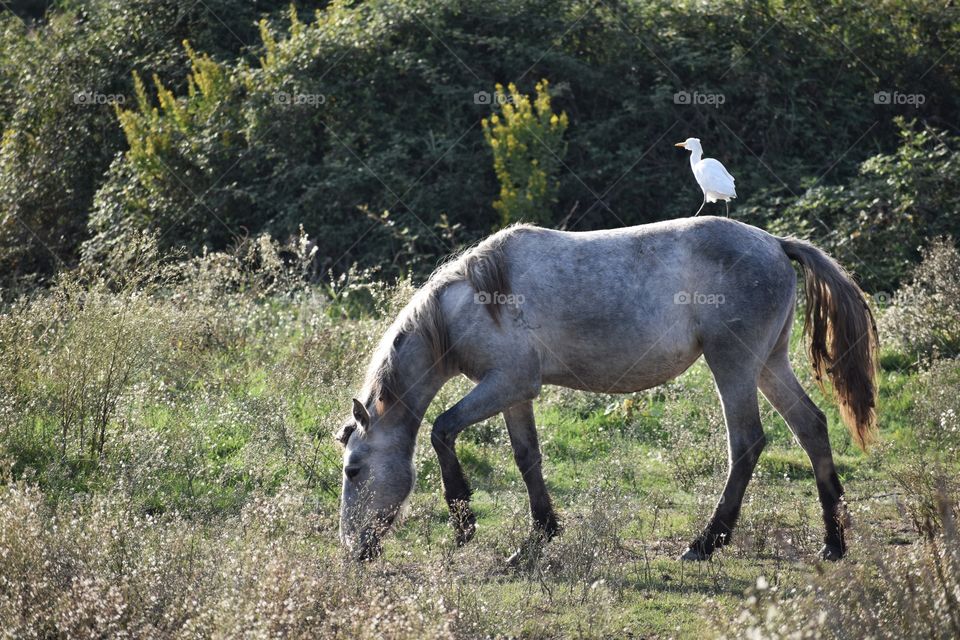 Horse grazing in the field
