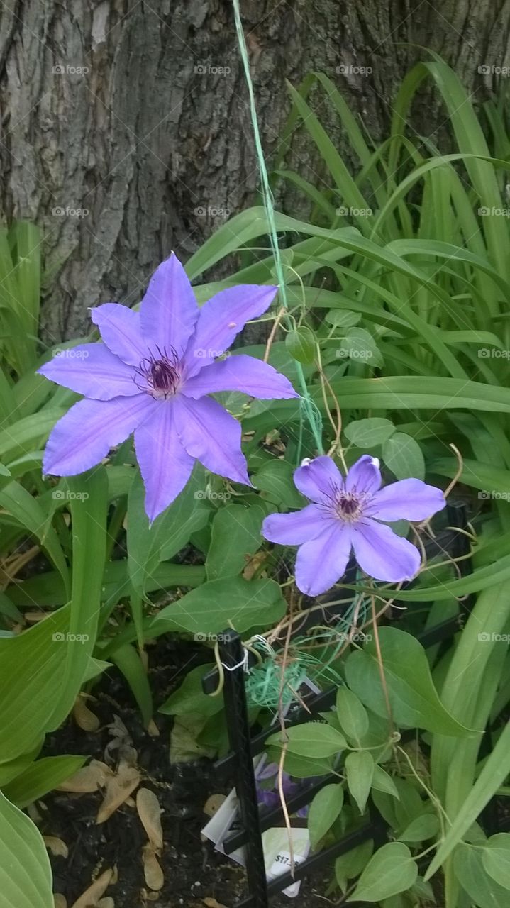 clamatis . second firsr bloom