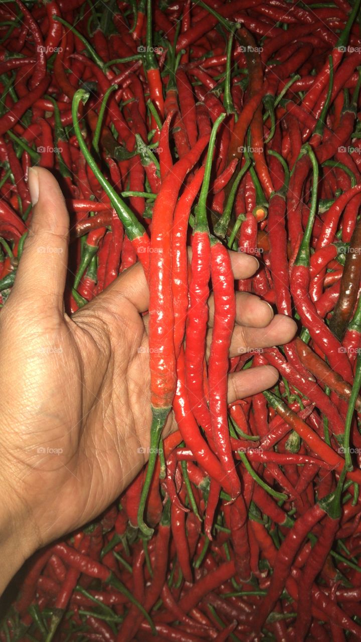 Holding hot curly red chili 