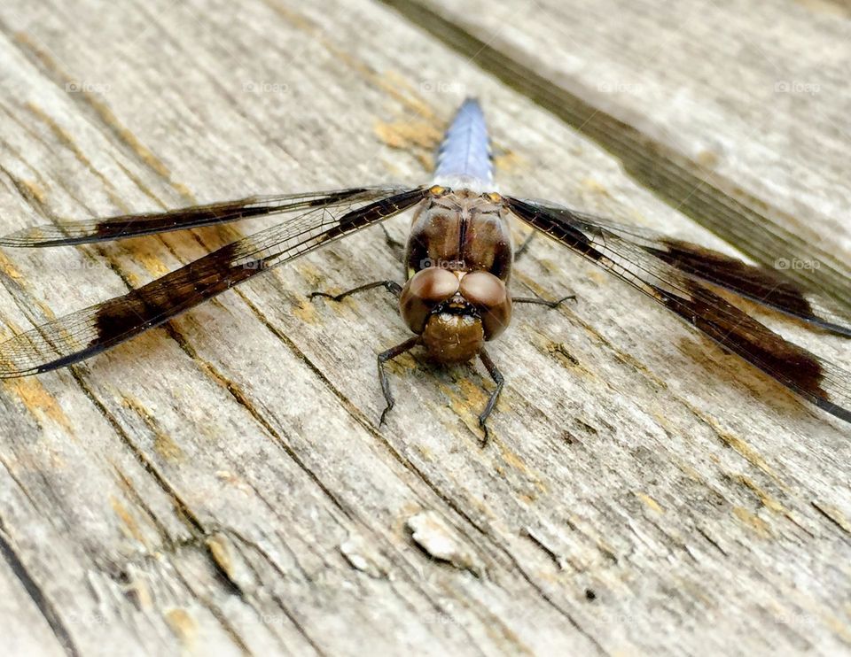 A dragonfly takes a break from dive bombing mosquitoes on my back deck.