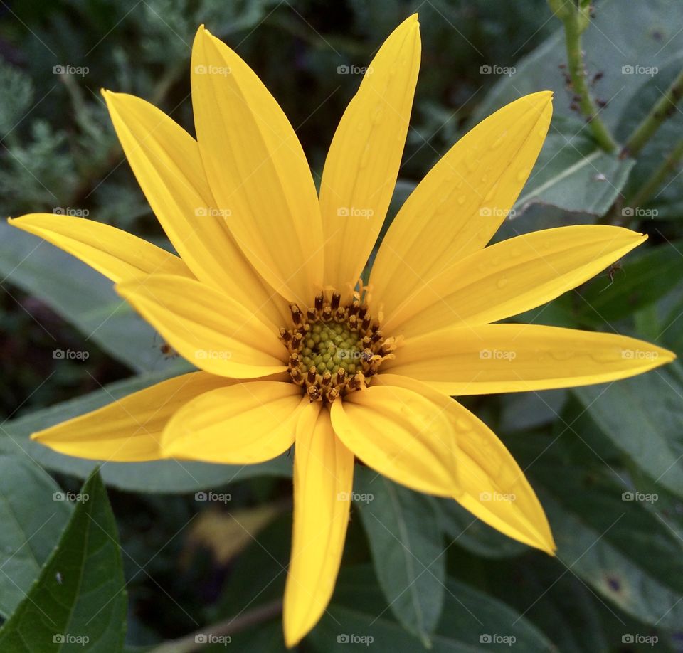 Closeup Yellow Flower