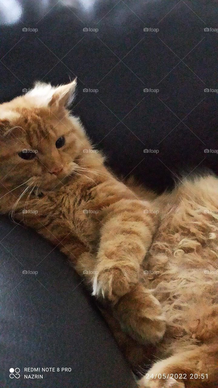 Golden brown Persian male cat sitting like a man on a black sofa