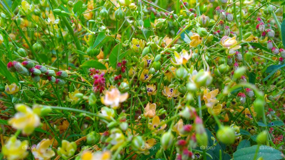 flower plants