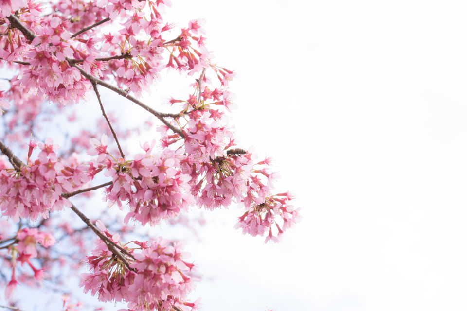 a branch with beautiful pink cherry blossoms