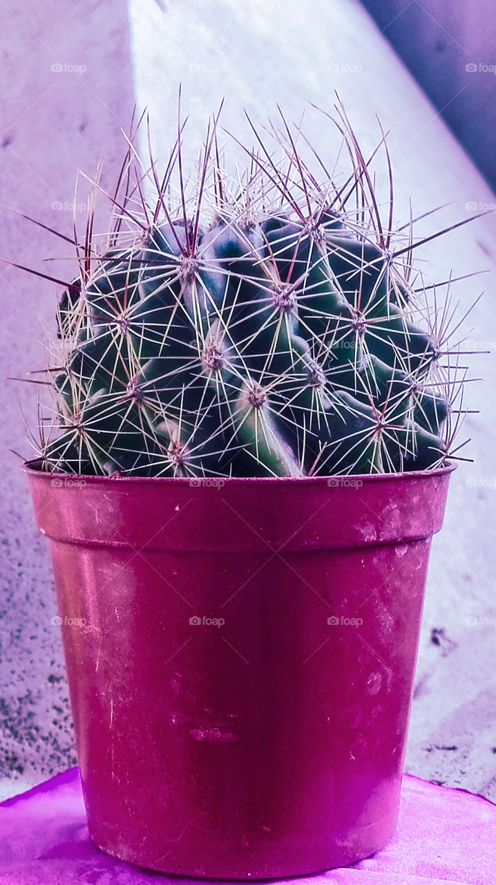 Cactus