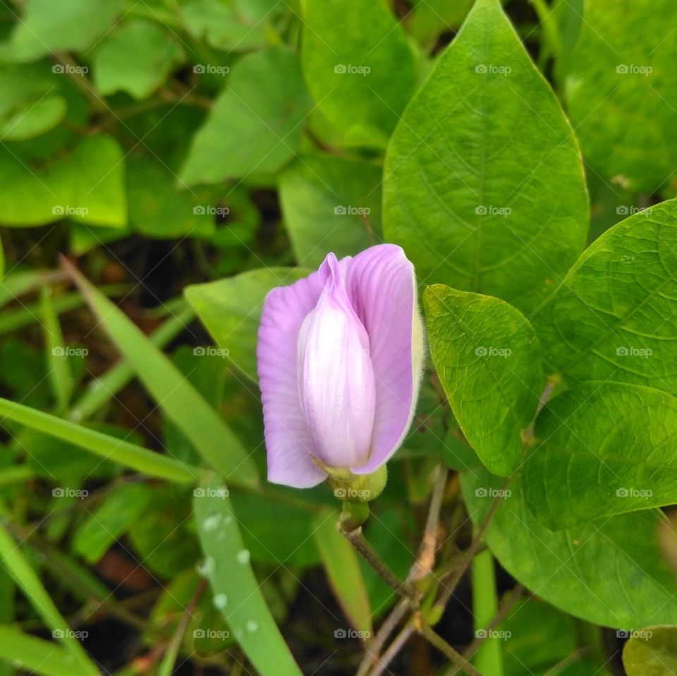 Purple flower on the garden