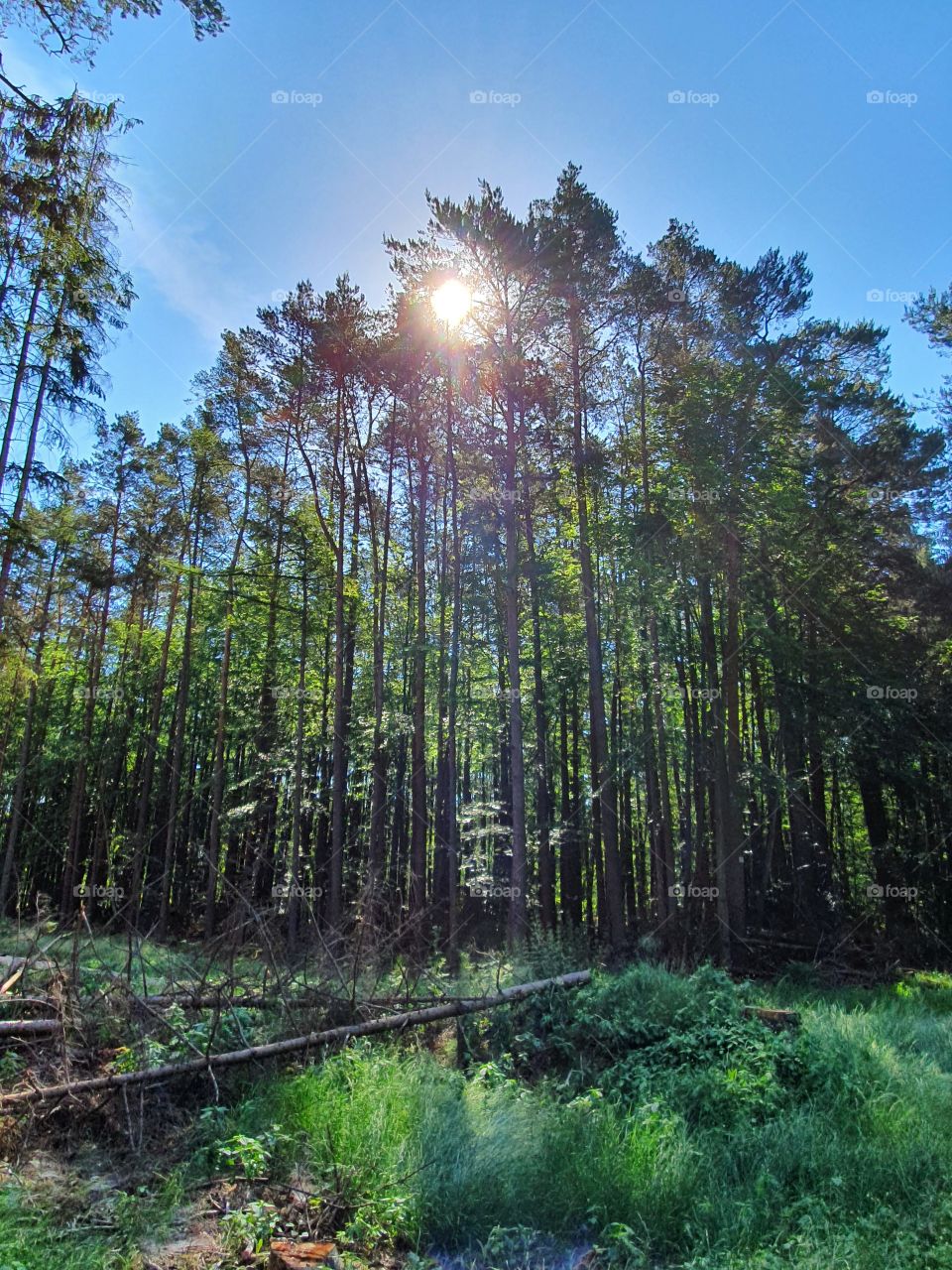 Sonne, Sonnenstrahlen, Sun,