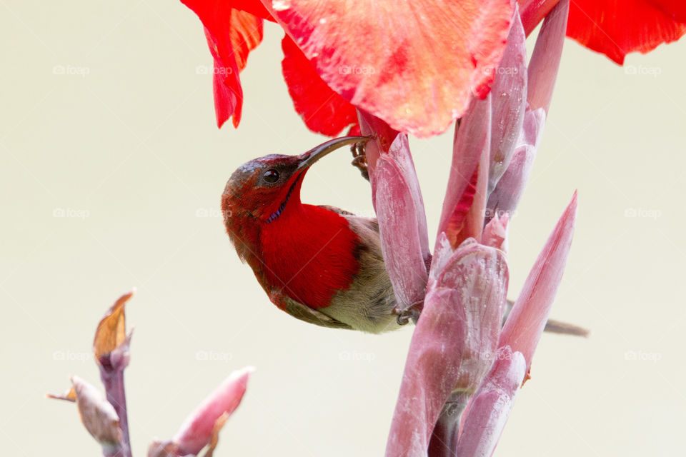 Bird ID - Crimson Sunbird (Male)