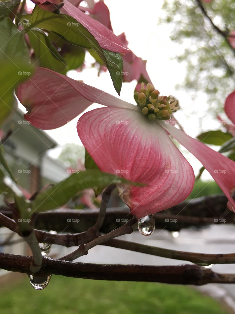 Rainy day dogwoods