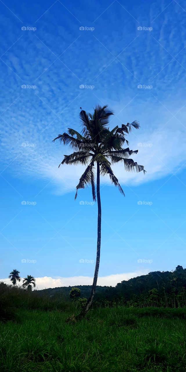 Coconut Tree
