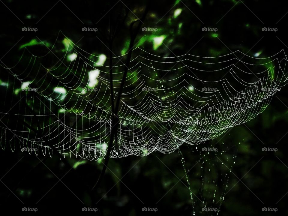 The spiderweb