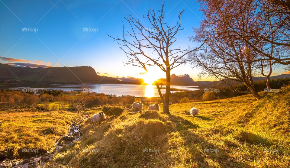 Landscape, Nature, Fall, No Person, Tree