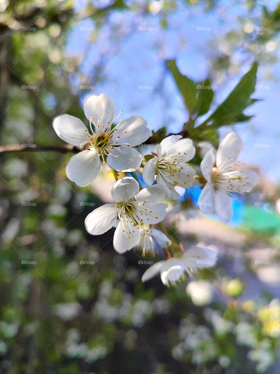 cherry blossom 🌸🍒