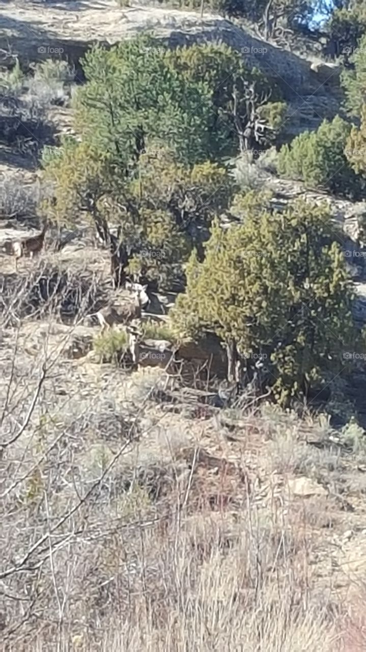 mule deer on the lookout
