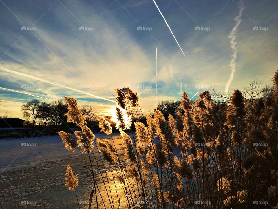 Sunset through the Phragmites