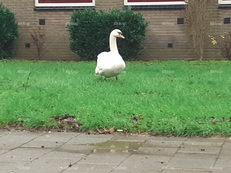 swan in the front yard