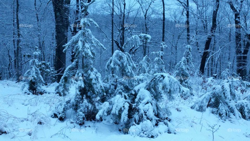 snow tree