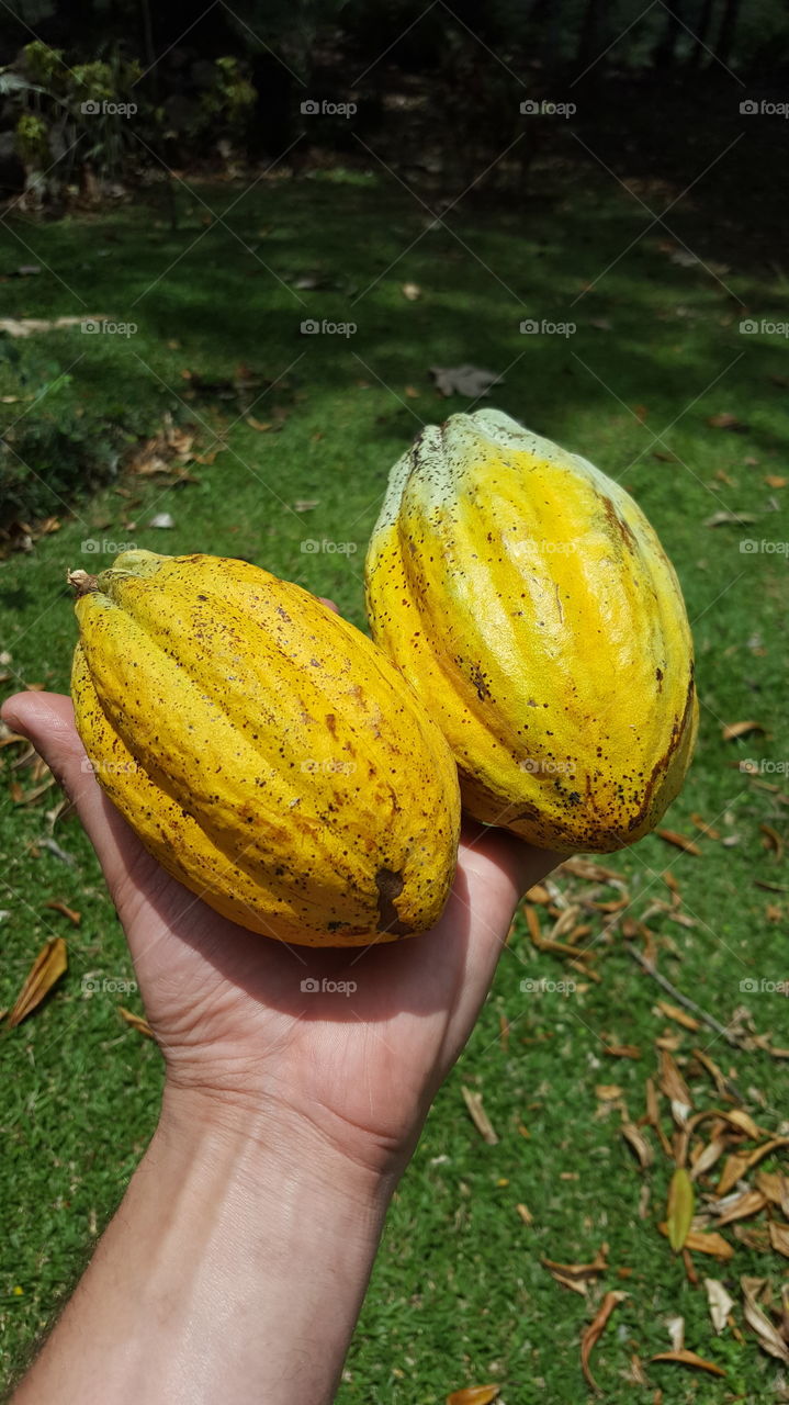 Cacao fruit