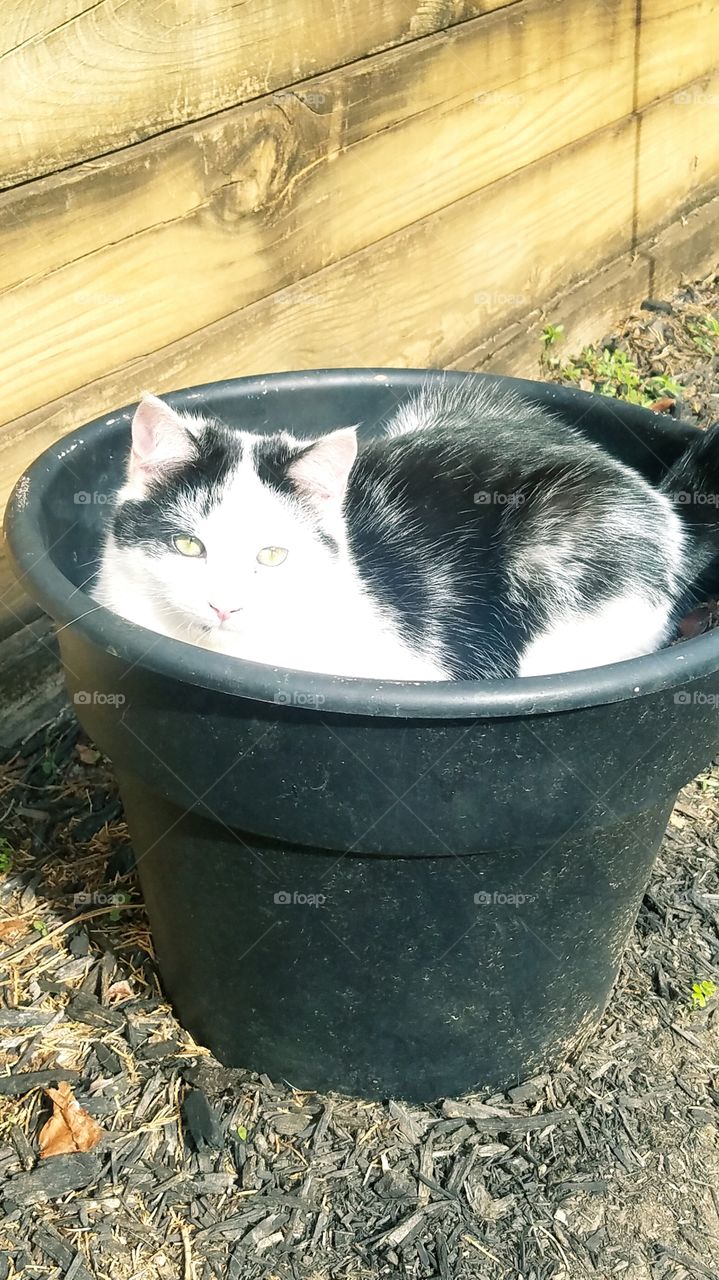 kitty in flower pot
