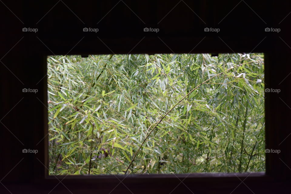 An open window with a view of the forest