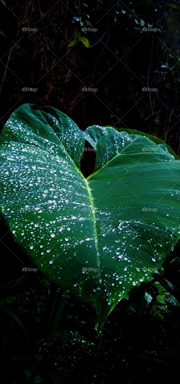 rain drops on the leaf