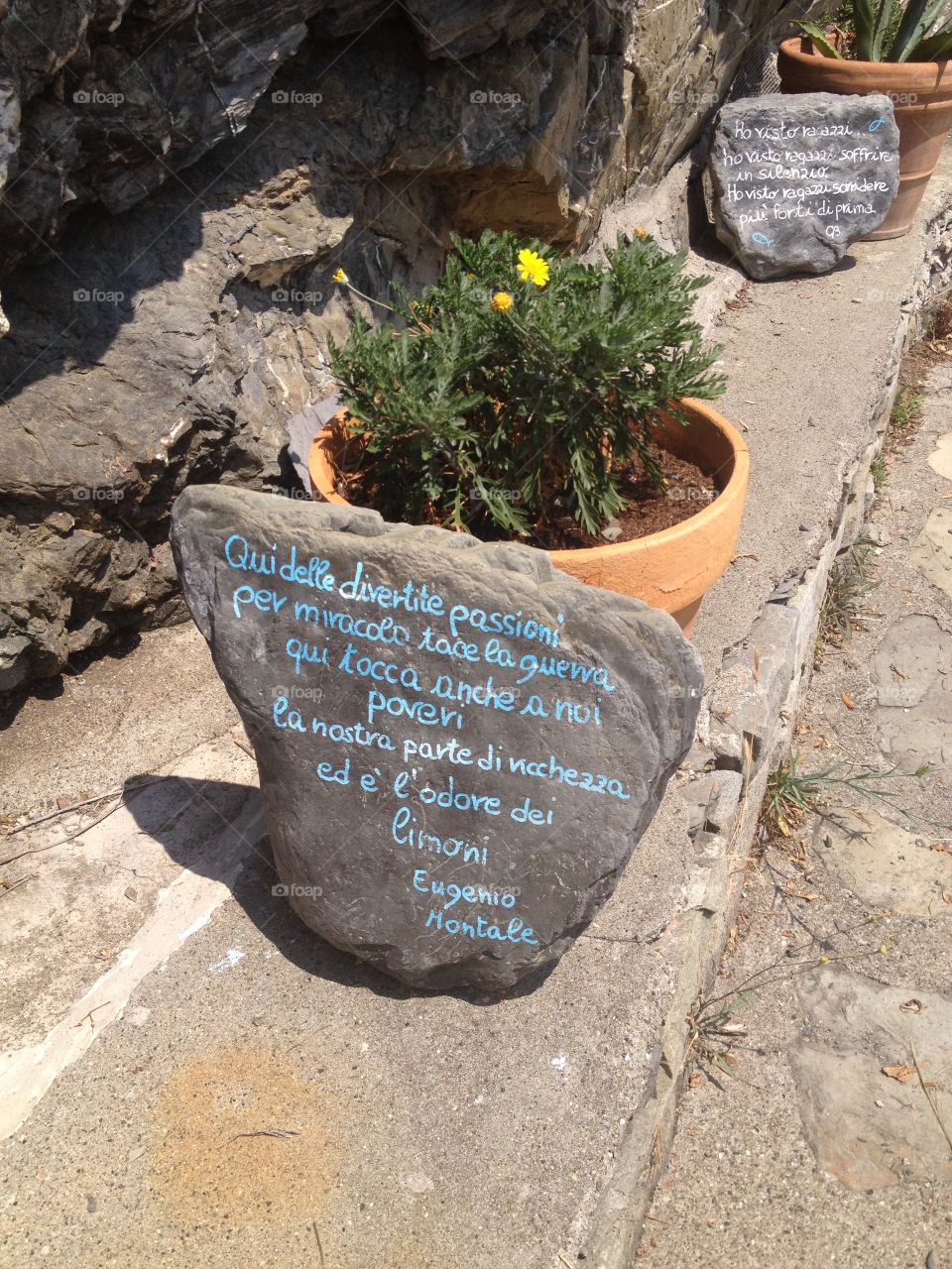 Plant with Italian poem. This photo was taken in one of the five cities Cinque Terre. It displays an Italian poem written near on a rock