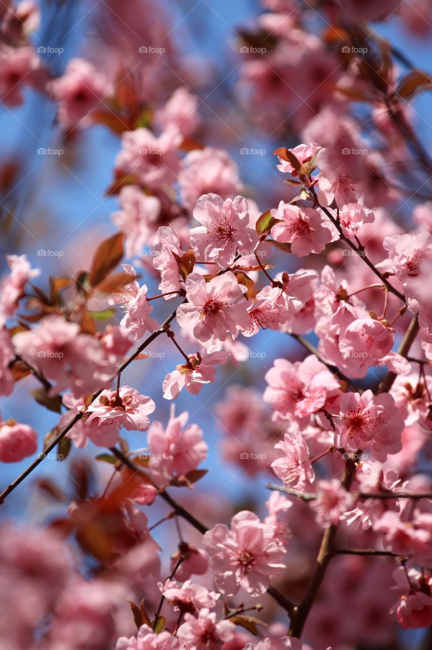 Flower, Cherry, Tree, Branch, Nature