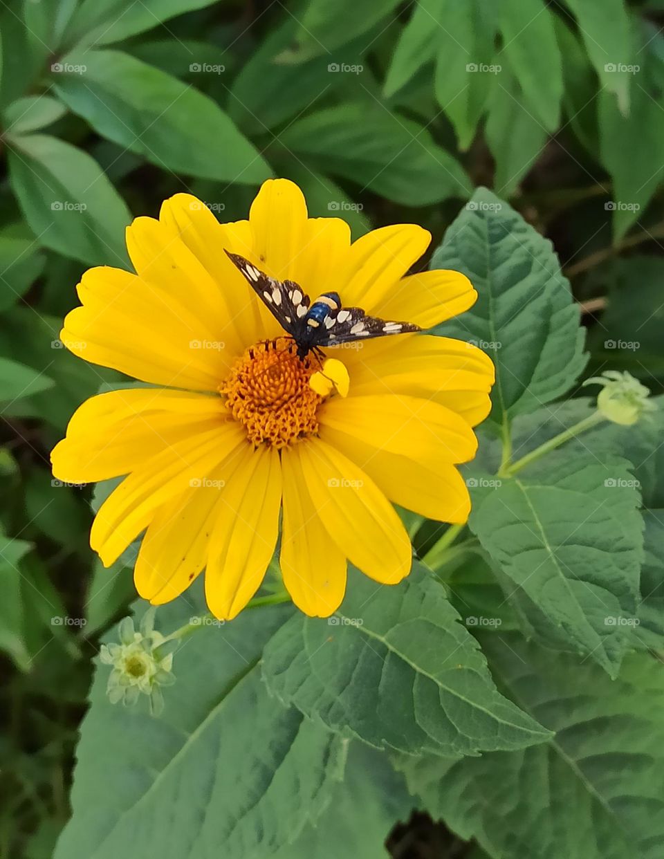 Butterfly on a yellow flower