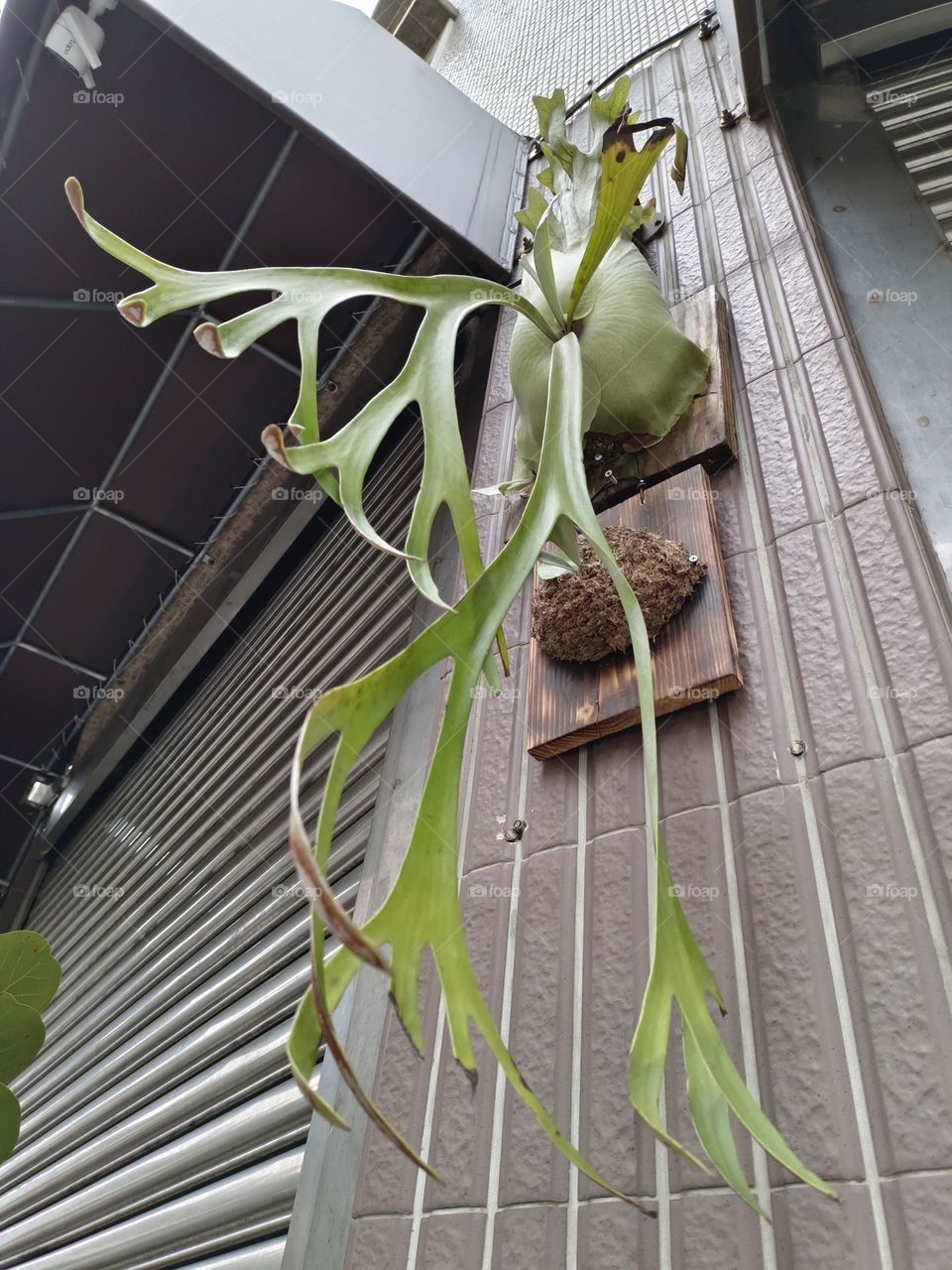 Platycerium superbum