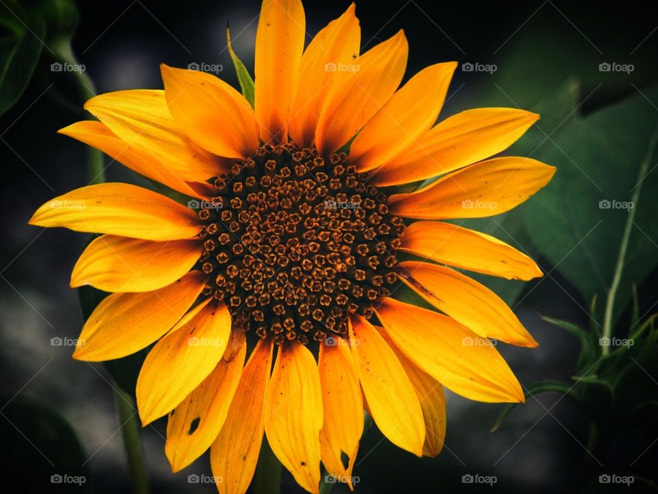 sunflower of indian country leaves image
