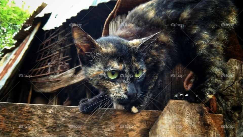 Gato em cima da porteira.
