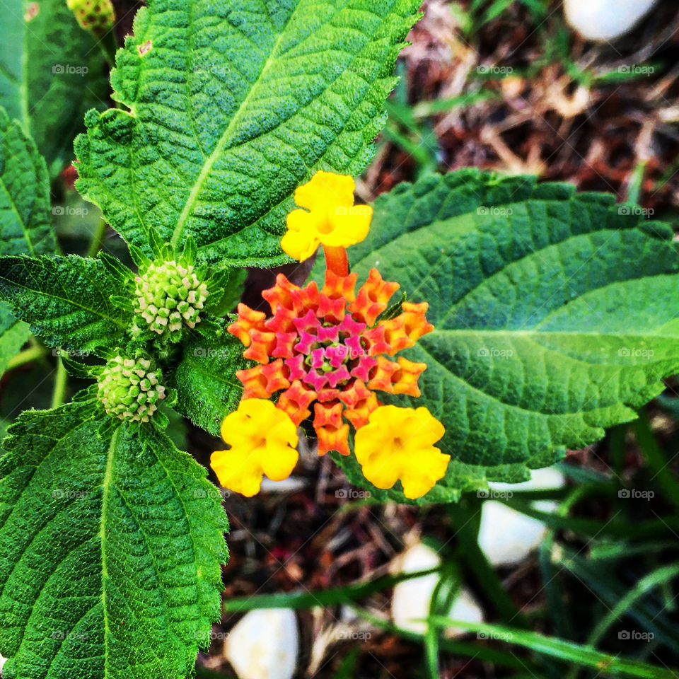 🌹 🇺🇸 Very beautiful flowers to brighten our day.  Live nature and its beauty. Did you like the delicate petals? / 🇧🇷 Flores muito bonitas para alegrar nosso dia. Viva a natureza e sua beleza. Gostaram das pétalas delicadas? 