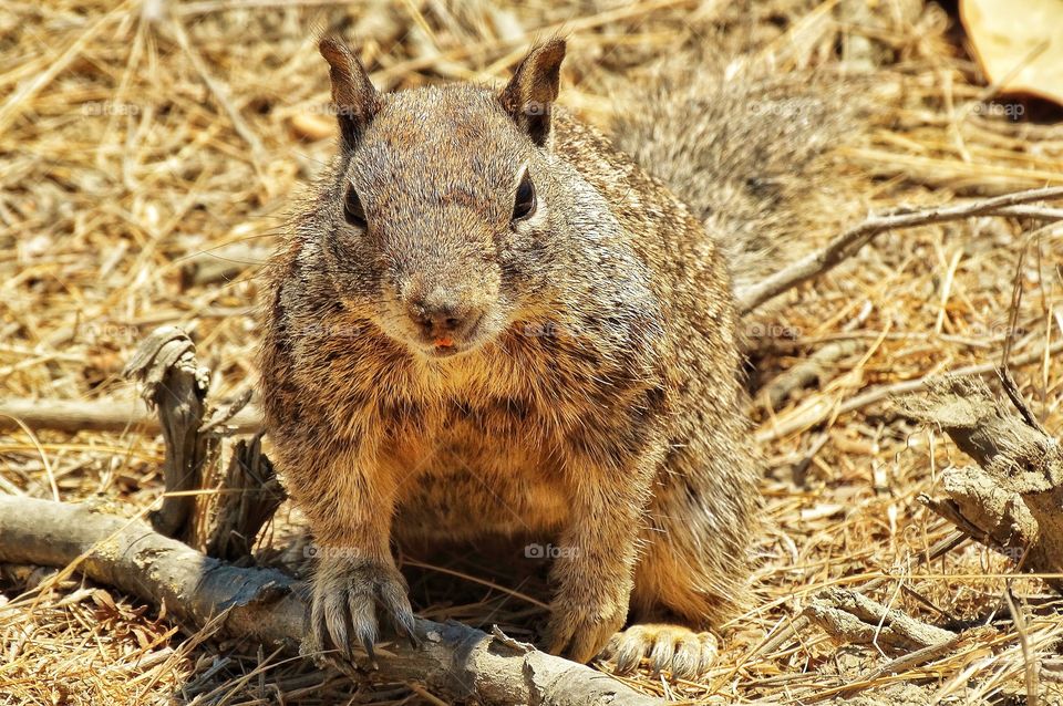 California Forest Squirrel 