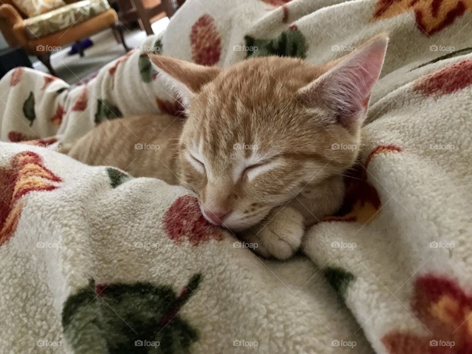 Tuckered out 
