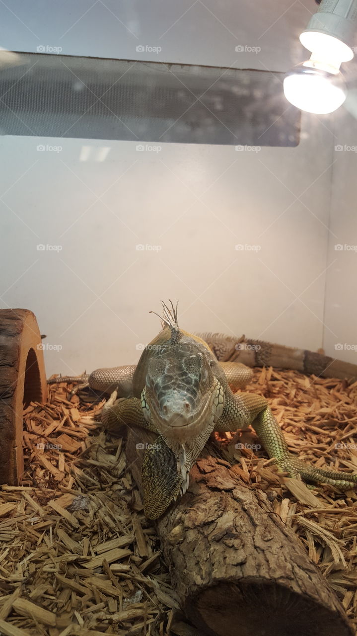 Say Hello to my little friend