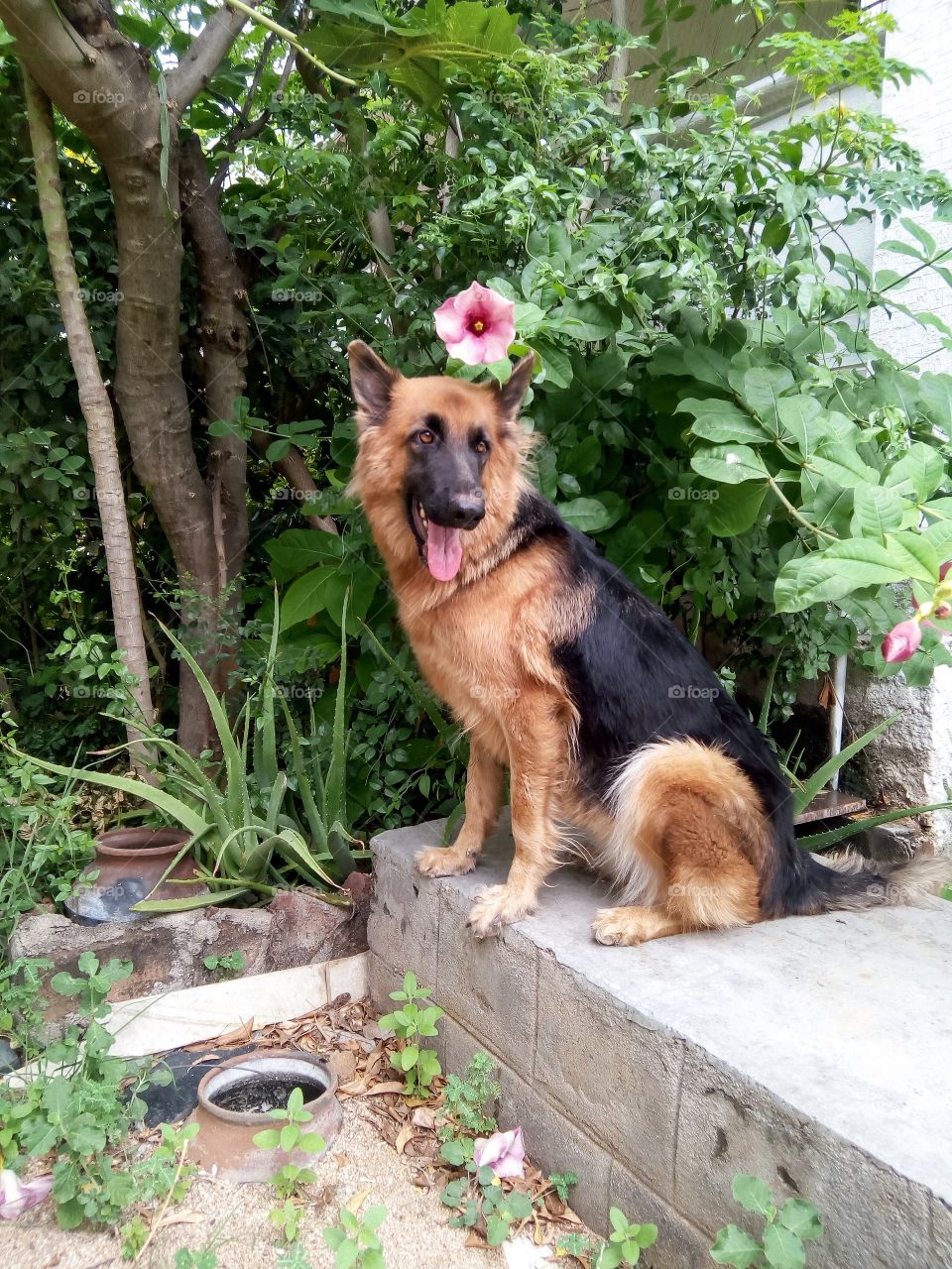 German shepherd on duty
