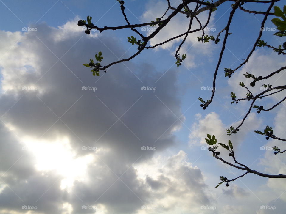 branch background clouds