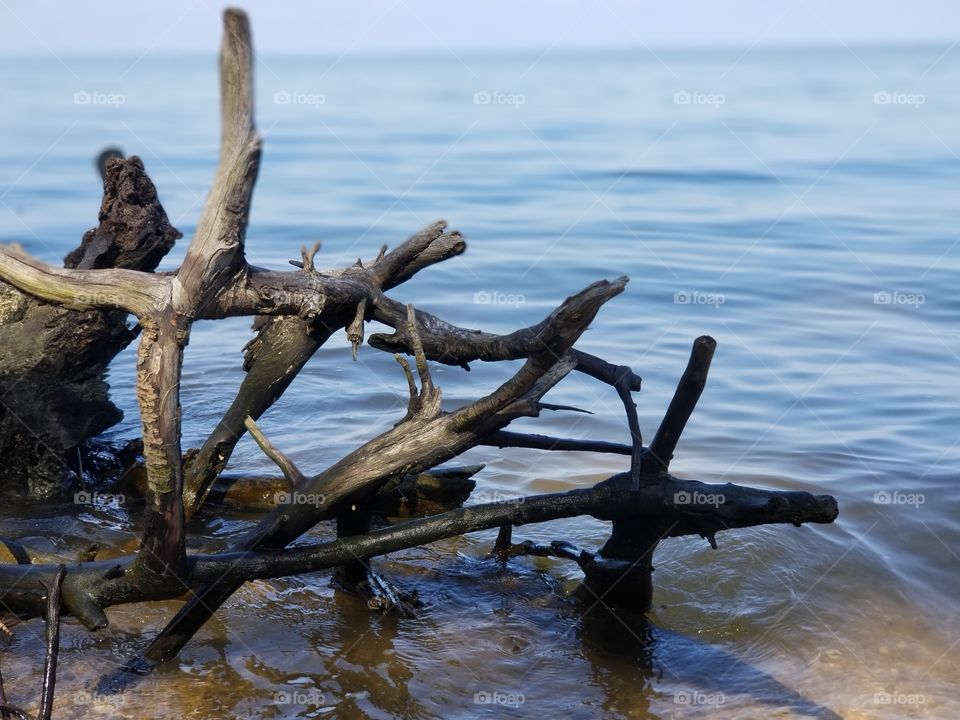 Driftwood in water